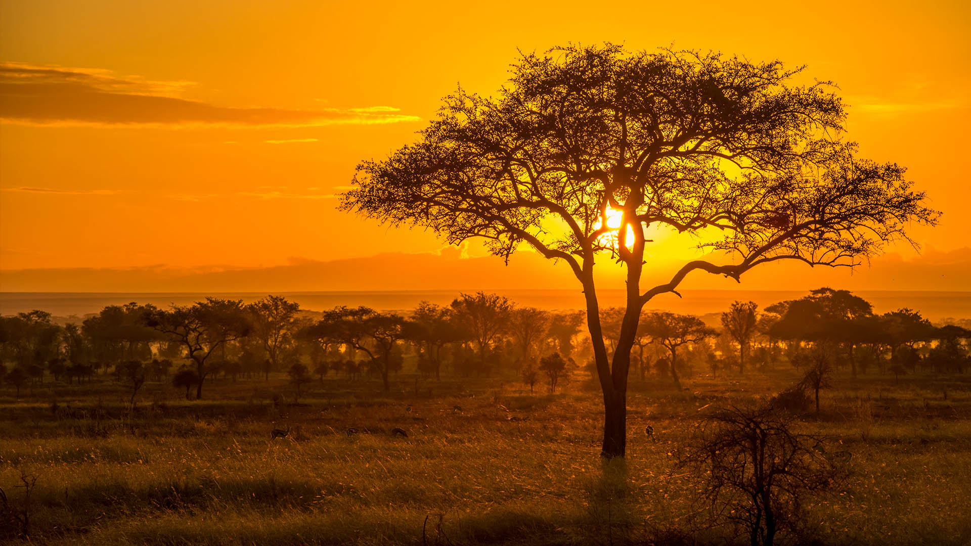 Savanna Game Drive
