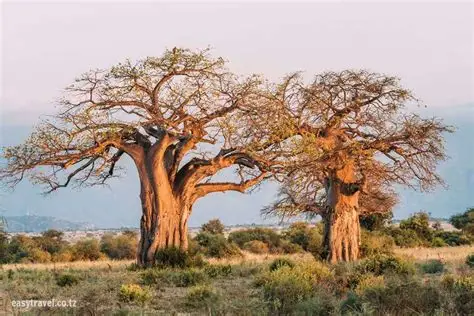 Baobab Trees