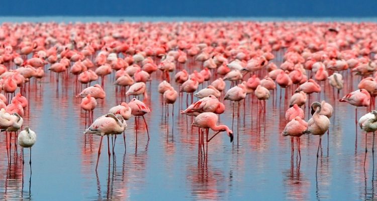 Flamingo Flocks