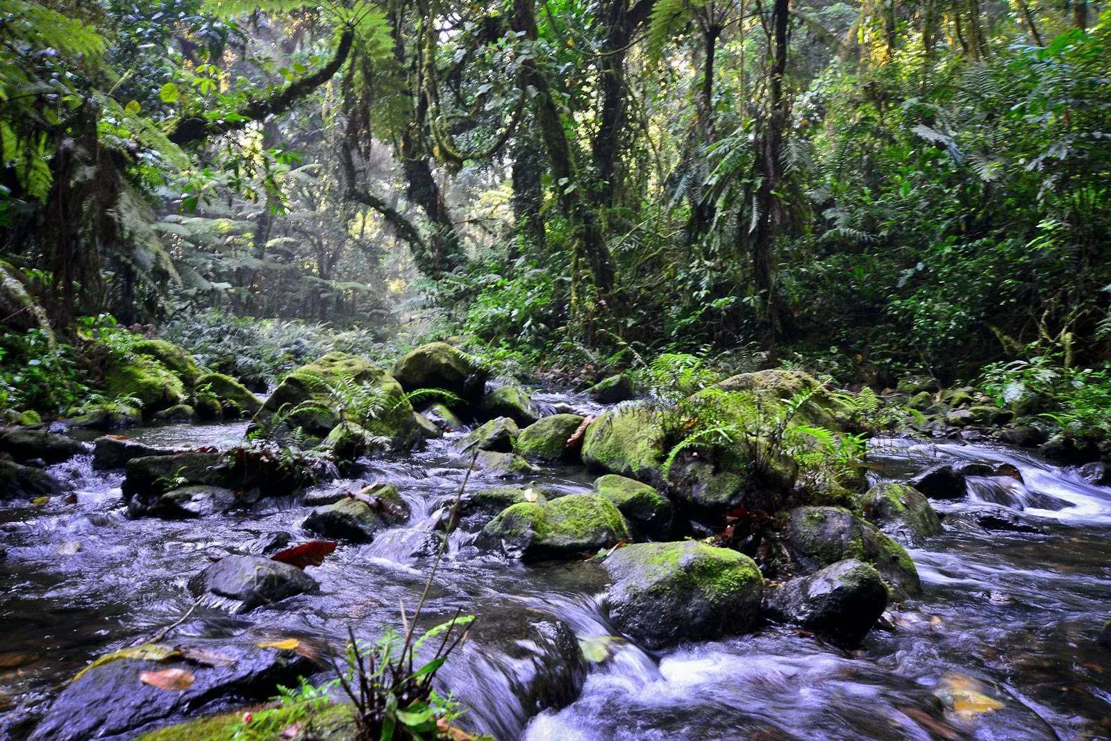Bwindi Forest