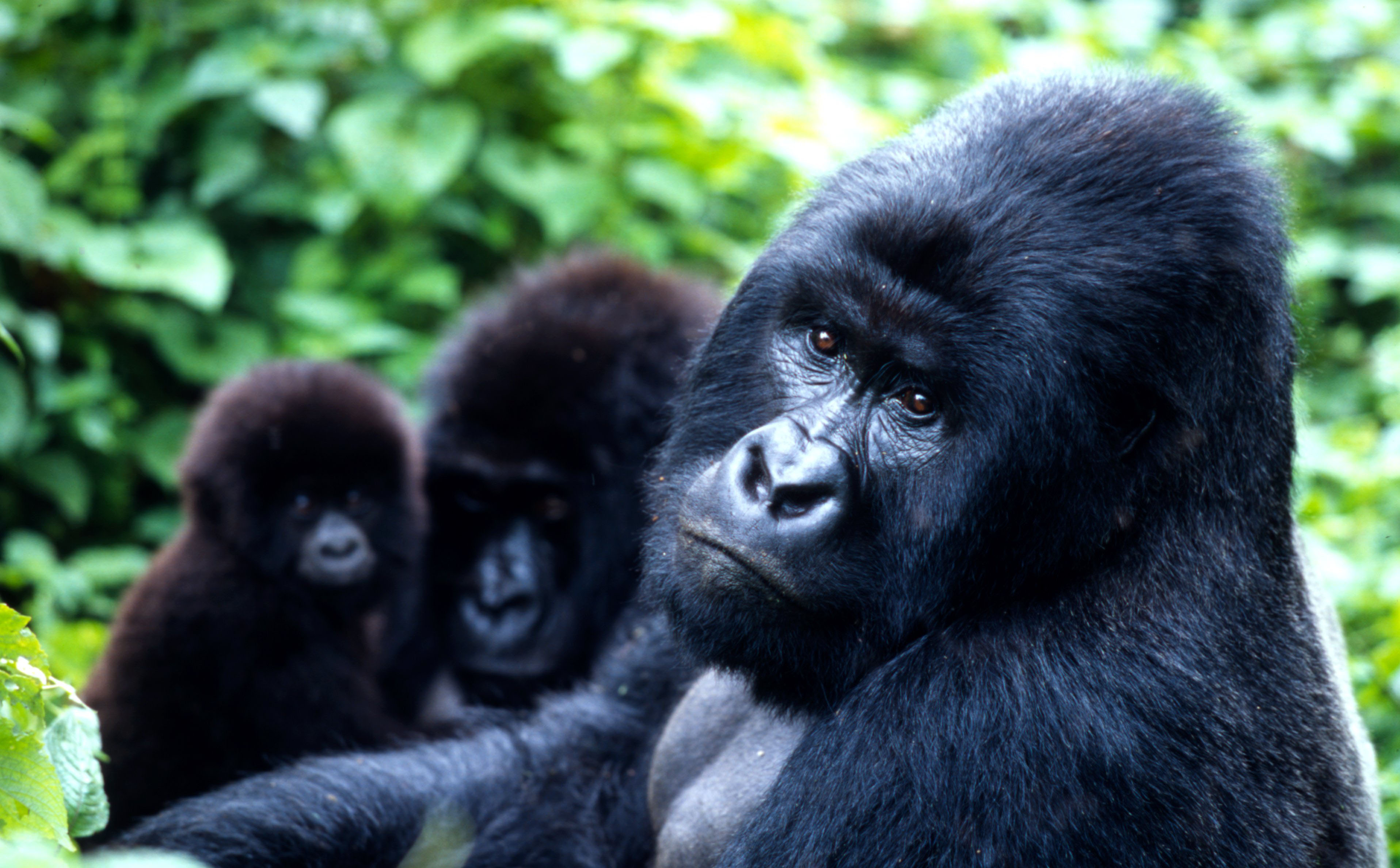 Mountain Gorilla