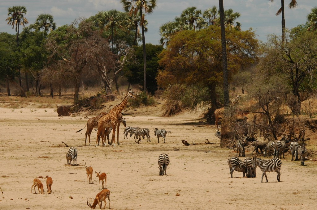 Tanzania Landscape