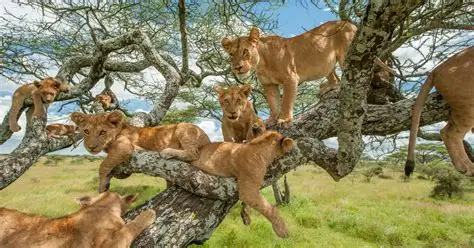 Tree-Climbing Lions