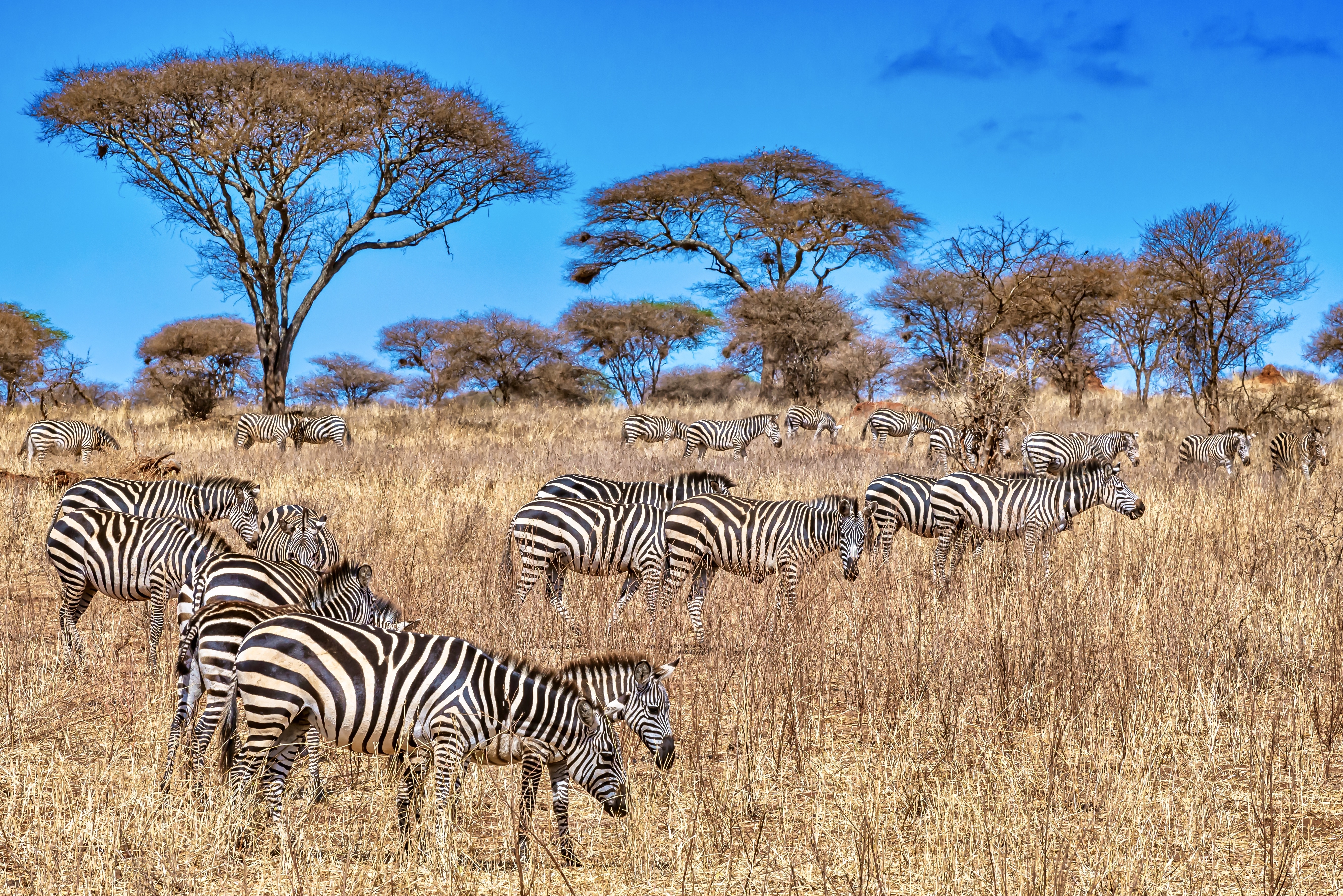 Safari Package